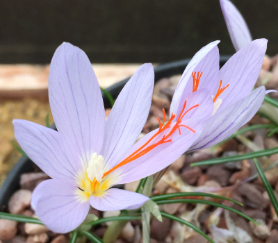 Crocus tournefortii (AUT) 